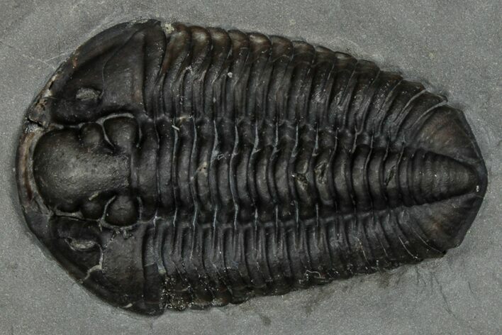 Calymene Niagarensis Trilobite Fossil - New York #357078